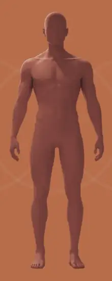3D figure of a human body